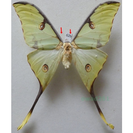 Argema mimosae (Boisduval 1847) male ex. pupa Kenya 100mm62b